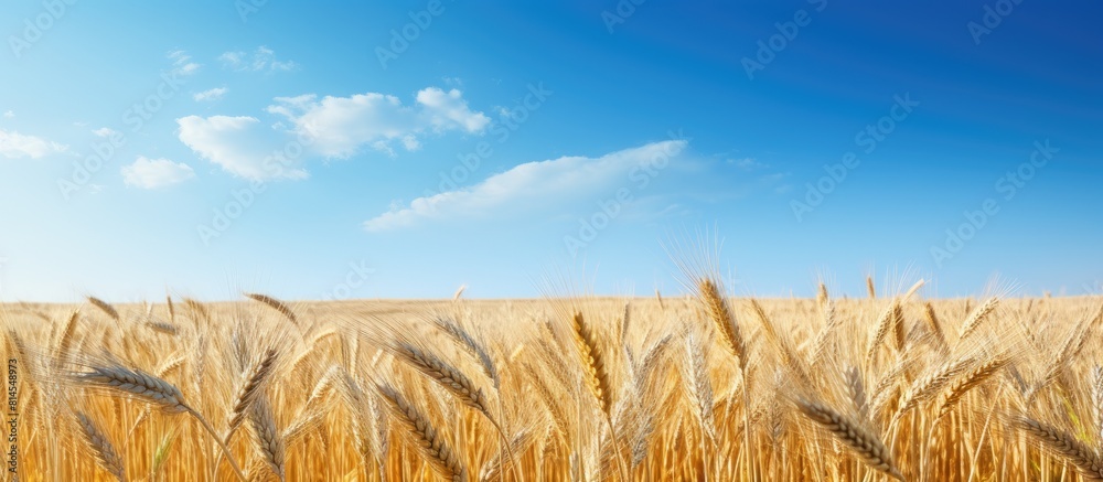 Aufkleber A picturesque wheat field with a clear blue sky serving as a perfect backdrop for a copy space image