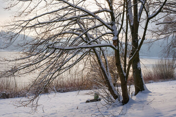 Baum mit Nistkasten, Schnee am Hennesee, Hennetalsperre, Naturpark Sauerland-Rothaargebirge,...