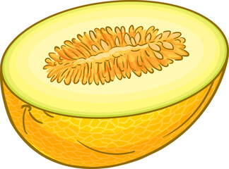 Melon Fruits Colored Detailed Illustration