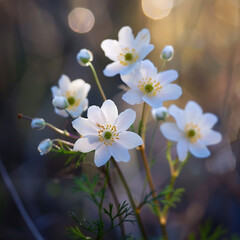 Fototapeta premium white wild flowers in the forest.