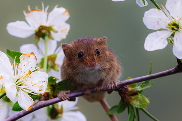 A UK field mouse bsits on a branch with it's fingernails visible