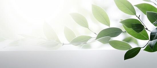 The image is an abstract concept of nature with a blurred background featuring a dappled light effect and a gray shadow of leaves on a white wall It can be used as a copy space image 175 characters