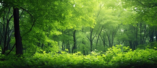Obraz premium An abstract view of a green forest in the summer with foliage and branches creating a lush background emphasizing the eco concept. with copy space image. Place for adding text or design