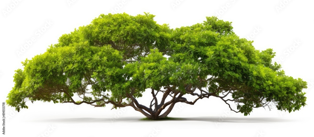 Poster a tropical tree with lush green foliage branches against a clean white background perfect for a copy