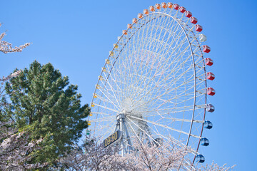 Fototapeta premium 桜と観覧車3