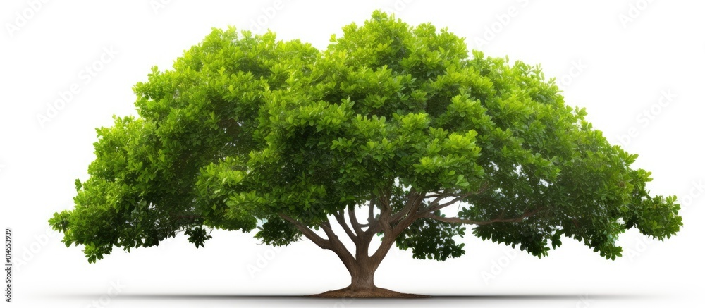 Poster a tropical tree with lush green foliage branches against a clean white background perfect for a copy