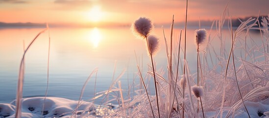 Fototapeta premium Winter sunset at an icy bay showcases a fluffy reed flower offering a serene and picturesque scene with copy space