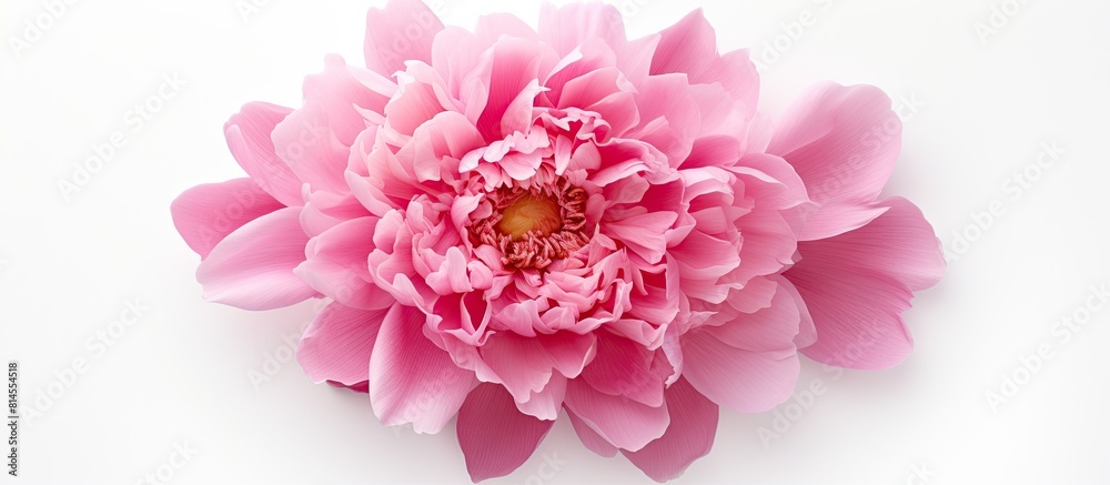 Poster Top view of a pink peony flower displayed on a white background providing ample copy space for your text The flower is isolated creating a flat lay pattern
