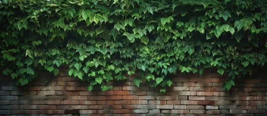 A brick wall adorned with large green leaves creates a captivating background and texture perfect for conceptual designs and copy space images 157 characters