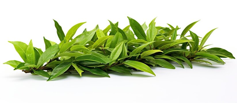 A close up image of a bunch of fresh green tea leaves on a white background These leaves have been freshly picked from an organic tea plantation at home The image represents the concept of food and p