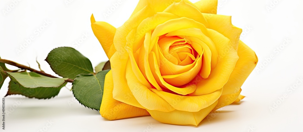 Poster isolated on a white background there is a copy space image of a yellow rose flower head