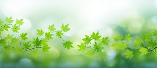 Obraz premium Fresh green maple leaves a copy space image