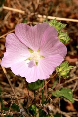 Fototapeta premium pink flower