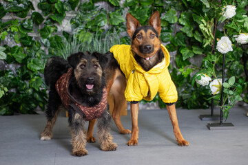 two dogs wearing yellow jackets are standing next to each other