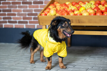 A fawncolored dog in a yellow jacket, a working animal, with a black snout