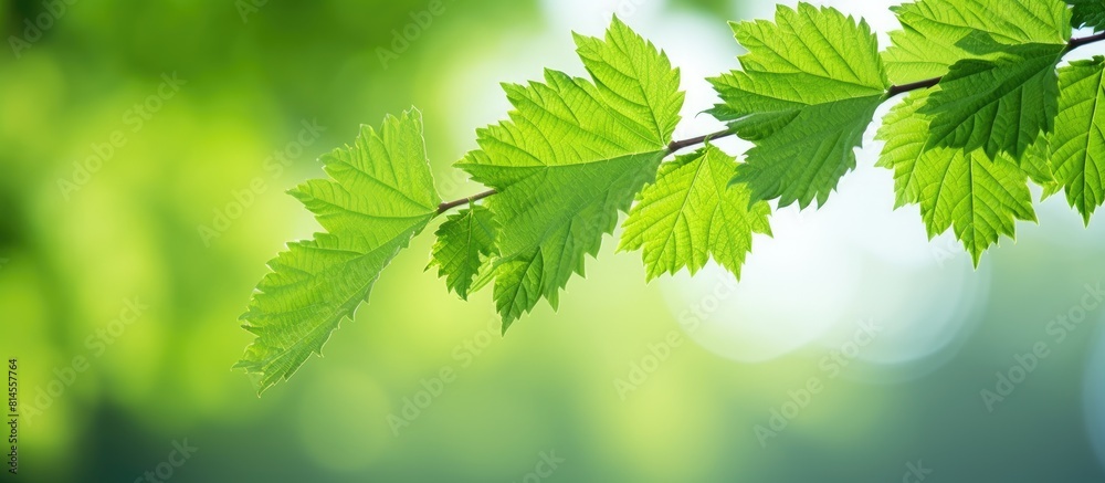 Poster copy space image of a bokeh background showcasing the intricate beauty of a green mulberry tree leaf
