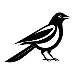 magpie bird vector illustration