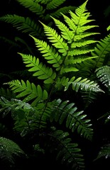 Group of Trees With Sky in Background