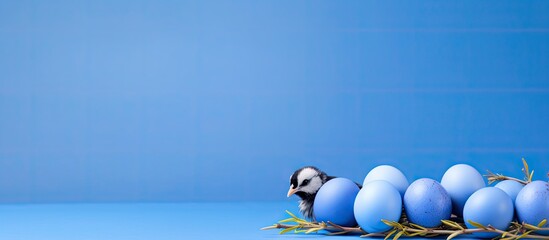 A blue background provides copy space for Easter themed blue chicken and quail eggs