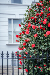 Vibrant Red Roses Against White Architectural Background