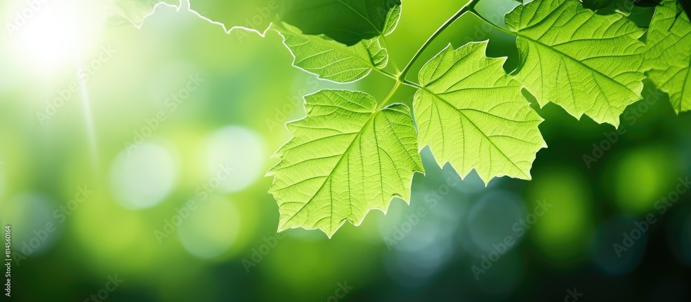 Aufkleber copy space image of a bokeh background showcasing the intricate beauty of a green mulberry tree leaf