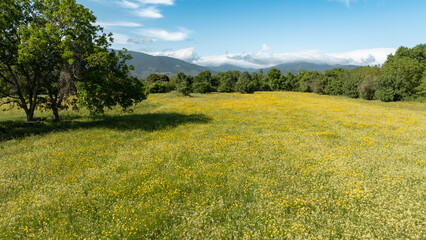 Landscape scenery  of  yellow flowers, mountain, trees in a meadow in spring season.