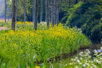 Spring landscape, Countryside with golden yellow Rapeseed (Canola) and White Anthriscus sylvestris (Cow Parsley) flowers, Wildflowers and green grass with tree on road side, Noord Holland, Netherlands - Powered by Adobe