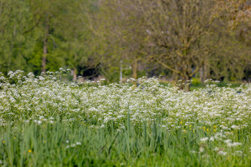 Selective focus of white flowers Cow Parsley in spring, Anthriscus sylvestris, Wild chervil or keck...