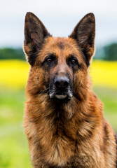 portrait of a German Shepherd dog