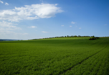 Obraz premium Beautiful green field landscape with blue cloudy sky