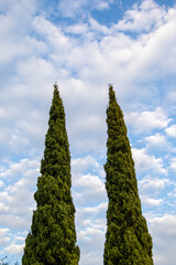 Two tall green cypress trees isolated against a blue sky with white clouds image in vertical format