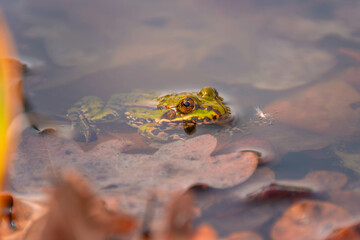 Natter und Frösche im Teich