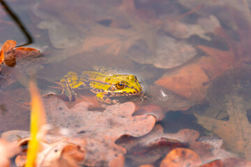Natter und Frösche im Teich