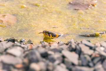 Natter und Frösche im Teich