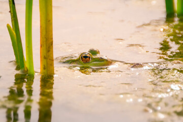 Natter und Frösche im Teich