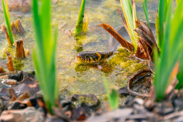 Natter und Frösche im Teich