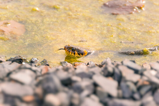 Natter und Fr&ouml;sche im Teich