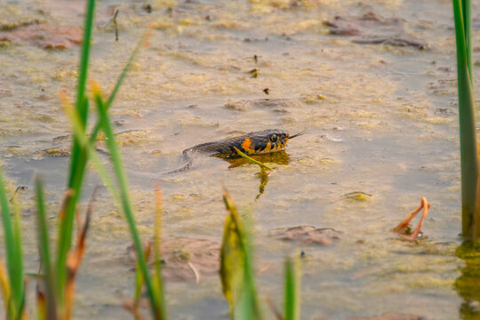 Natter im Teich