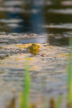 Natter im Teich
