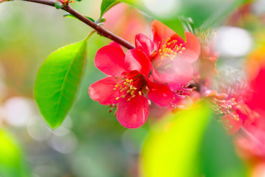 Rote Bl&uuml;te 