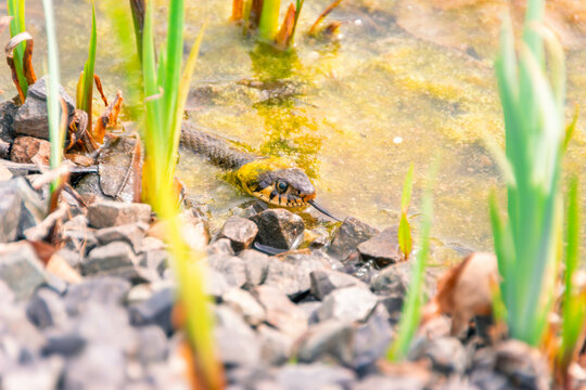 Natter im Teich