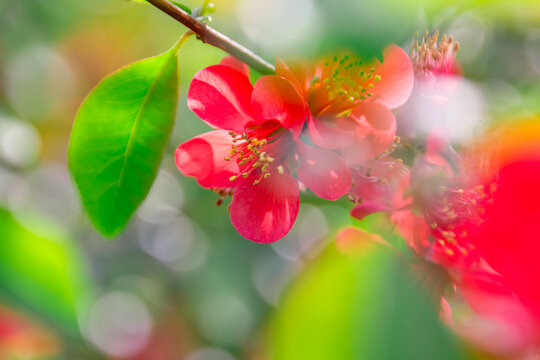 Rote Bl&uuml;te 