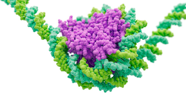 Histone proteins, illustration