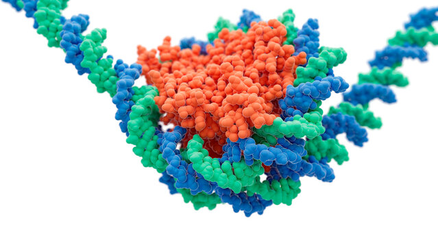 Nucleosome with histones and DNA, illustration