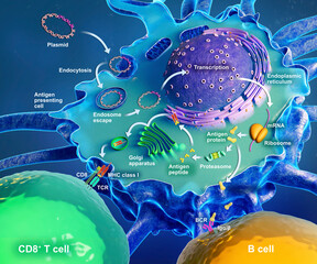 DNA vaccine mechanism of action, illustration