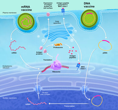 DNA and mRNA vaccine comparison, illustration