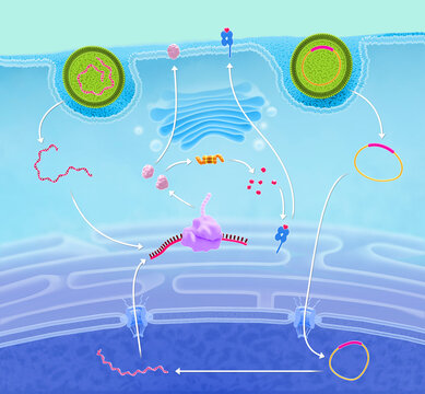 DNA and mRNA vaccine comparison, illustration