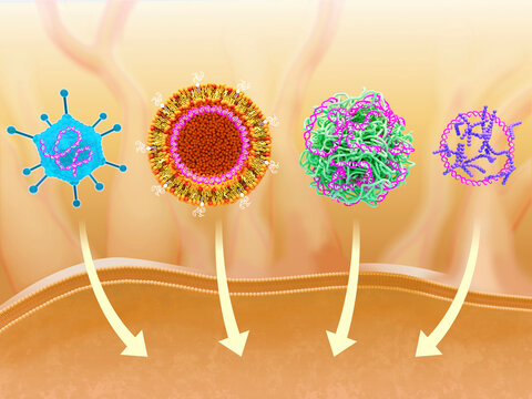 Carriers for DNA vaccines, illustration