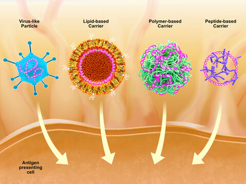 Carriers for DNA vaccines, illustration