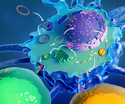 DNA vaccine mechanism of action, illustration